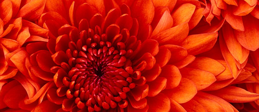 Chrysanthemum