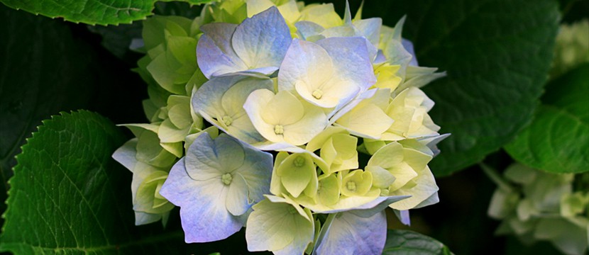 Hydrangeas