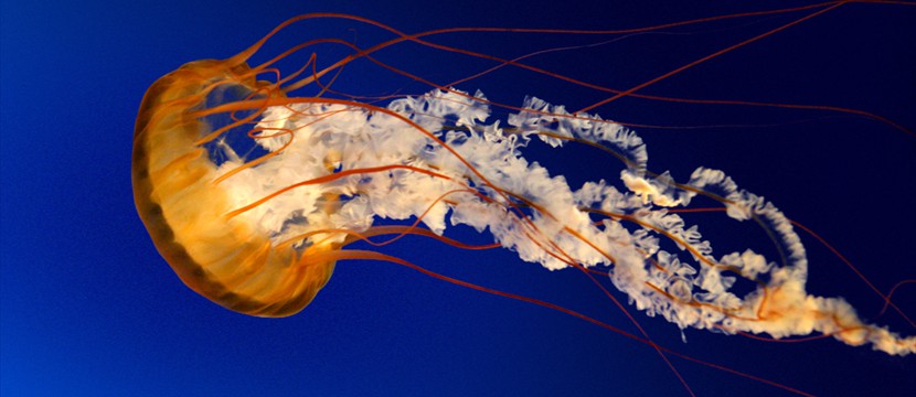 Jellyfish