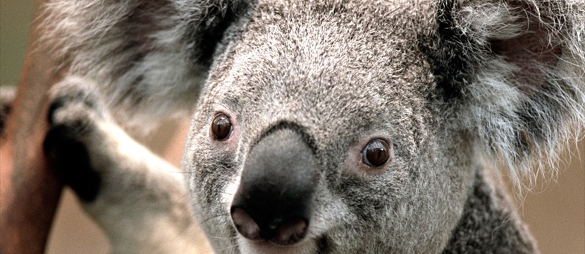 Koala