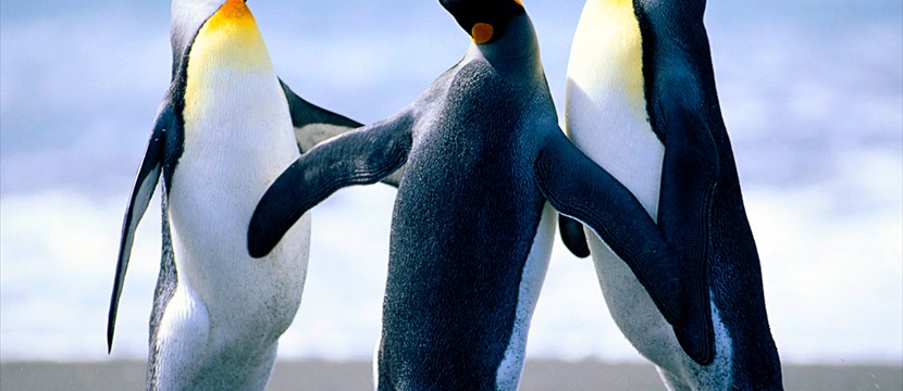 Penguins