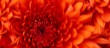 Chrysanthemum