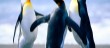 Penguins